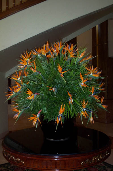 Bird of Paradise 1